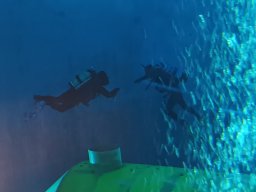 20230303 Nemo 33